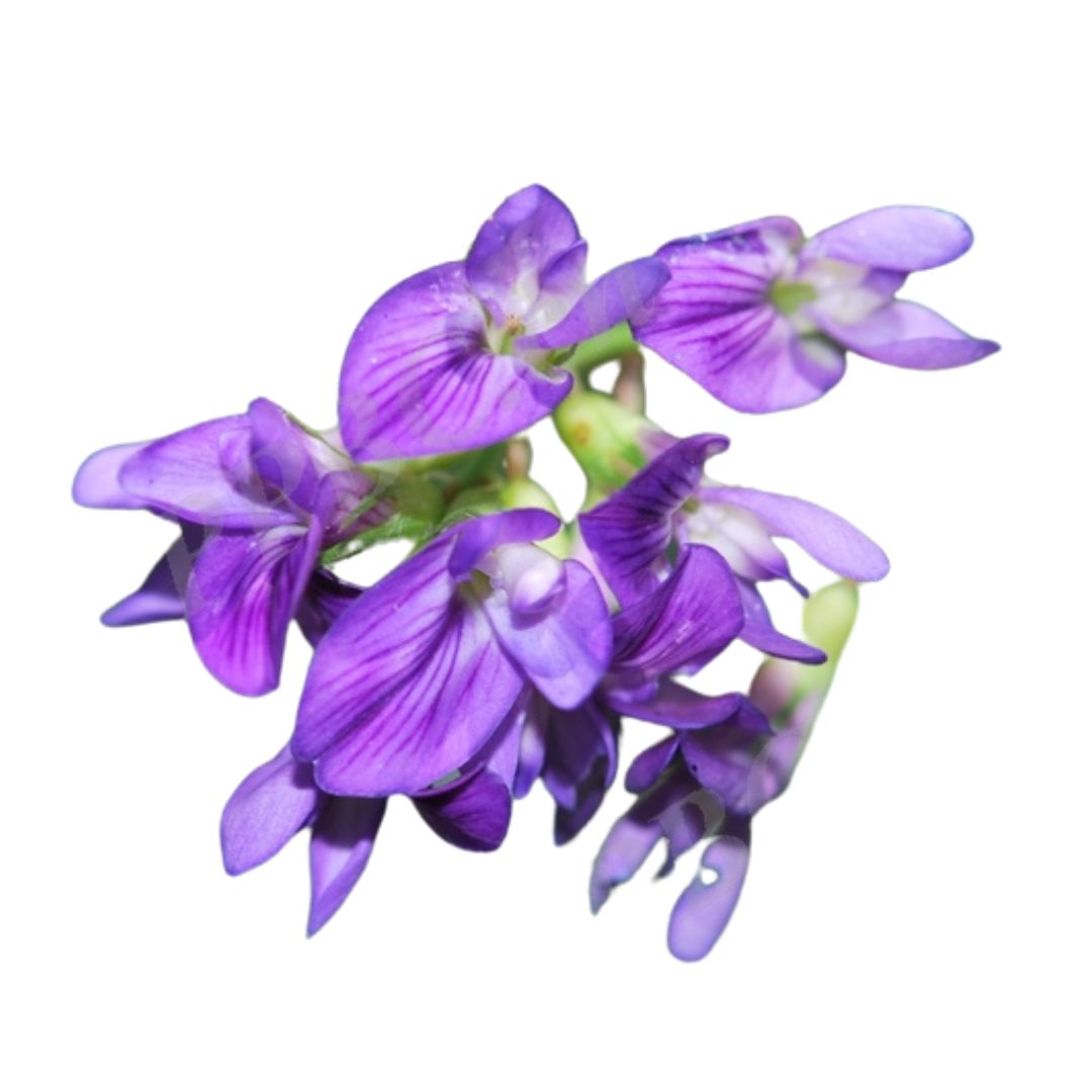 PlantscRNAdb
